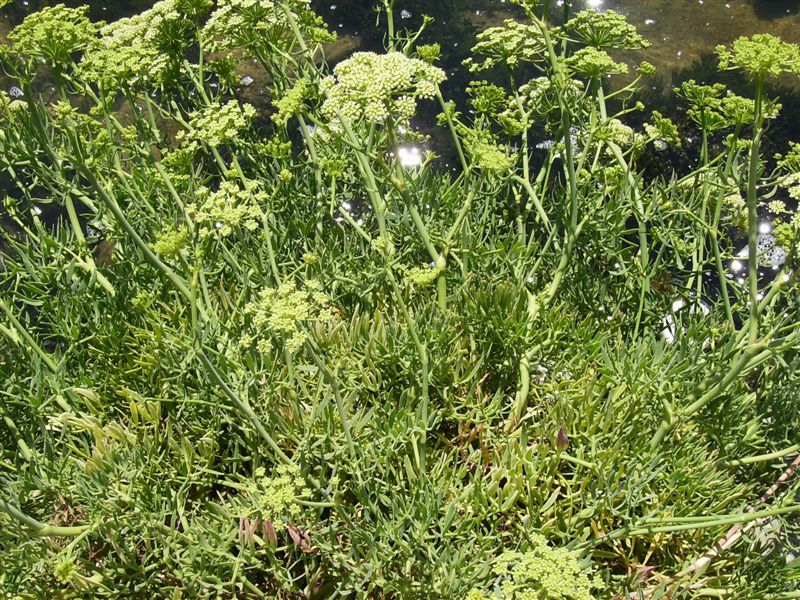 Crithmum maritimum